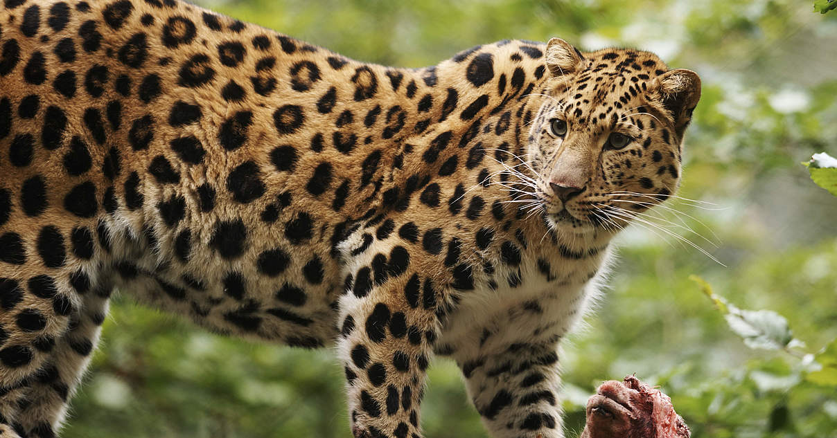 Amur-Leoparden im WWF-Artenlexikon: Zahlen & Fakten | WWF
