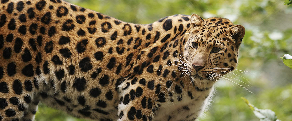 Amur-Leopard © Ola Jennersten / WWF Schweden