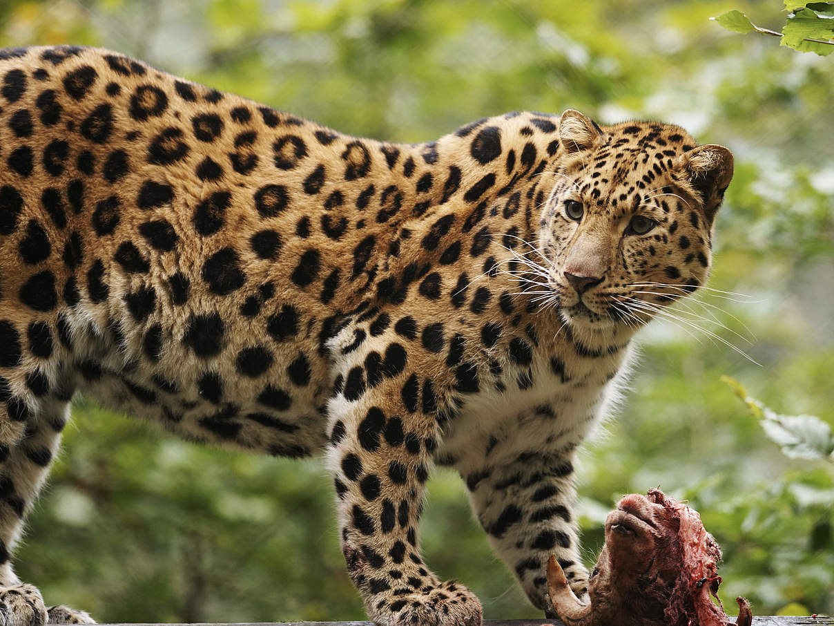 Amur-Leopard © Ola Jennersten / WWF Schweden