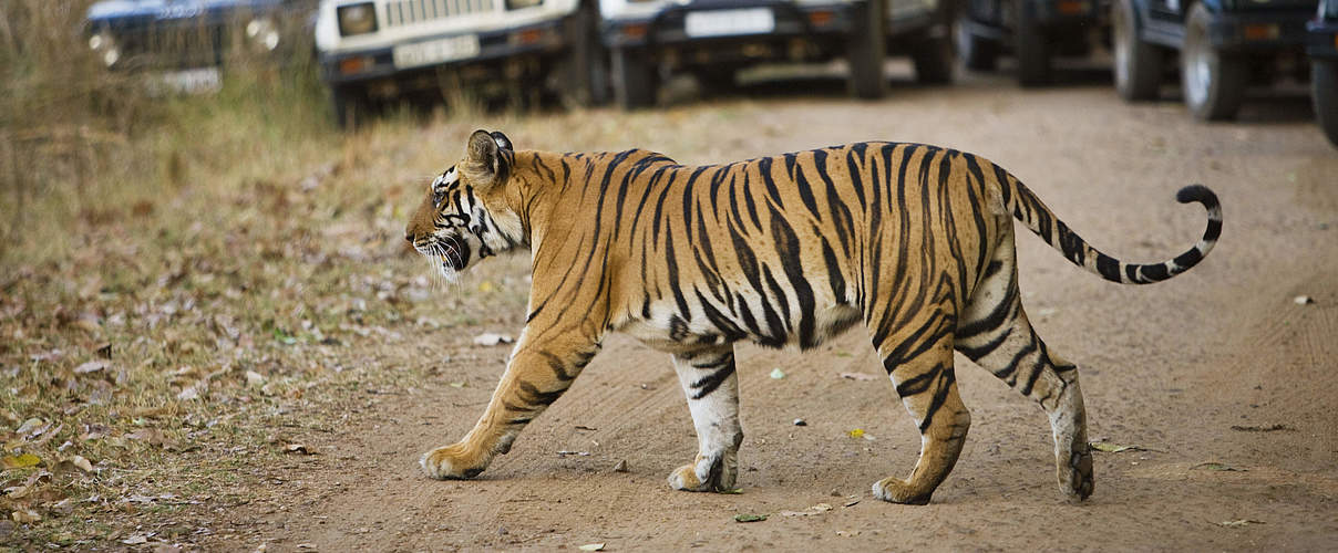 Touristen schauen einem Bengalischen Tiger beim überqueren der Straße zu © naturepl.com / Tony Heald / WWF