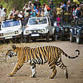 Touristen schauen einem Bengalischen Tiger beim überqueren der Straße zu © naturepl.com / Tony Heald / WWF