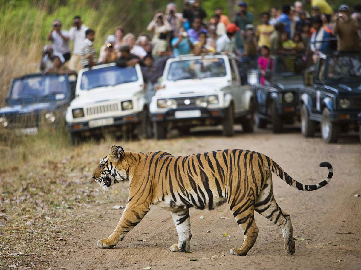 Touristen schauen einem Bengalischen Tiger beim überqueren der Straße zu © naturepl.com / Tony Heald / WWF Touristen schauen einem Bengalischen Tiger beim überqueren der Straße zu © naturepl.com / Tony Heald / WWF