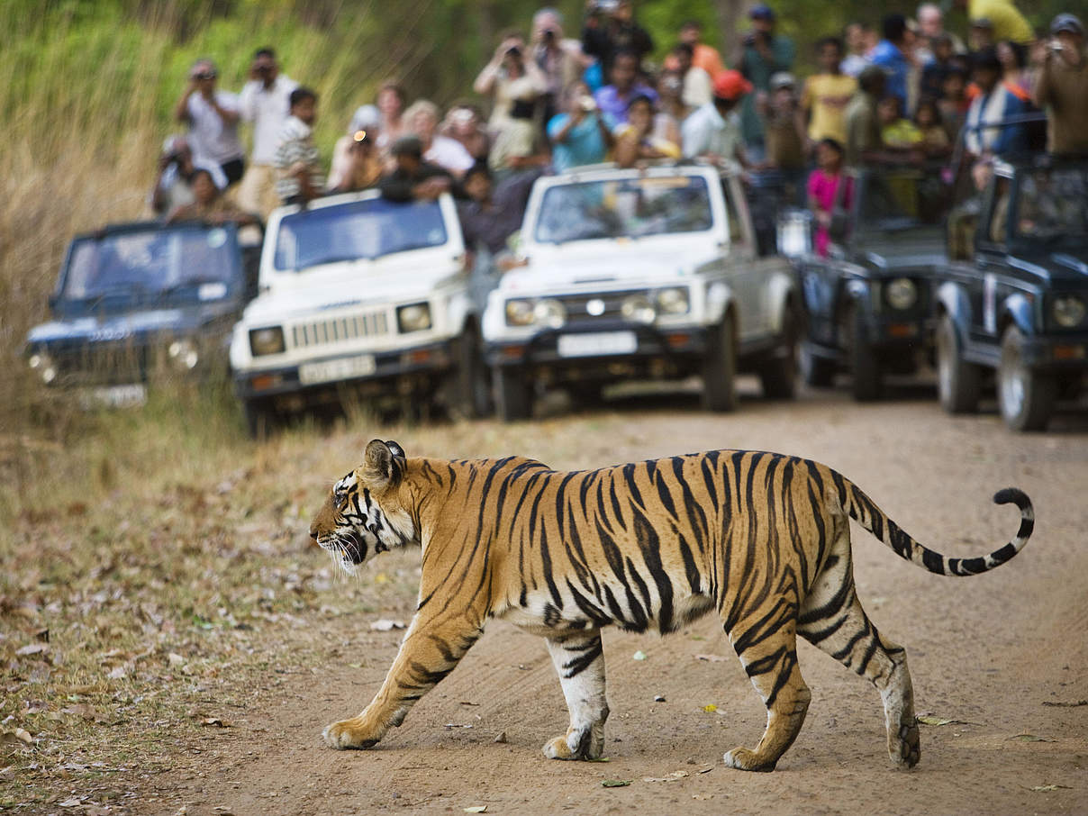 Touristen schauen einem Bengalischen Tiger beim überqueren der Straße zu © naturepl.com / Tony Heald / WWF