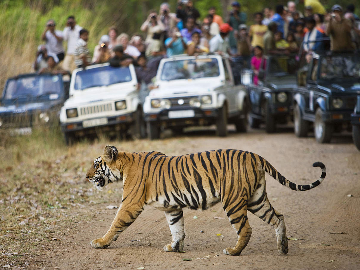 Touristen schauen einem Bengalischen Tiger beim überqueren der Straße zu © naturepl.com / Tony Heald / WWF