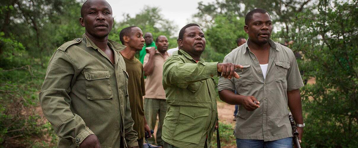 Ranger helfen bei der Elefantenbesenderung © Rob Beechey / WWF