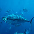 Blauflossen-Thunfisch © naturepl.com / Visuals Unlimited / WWF