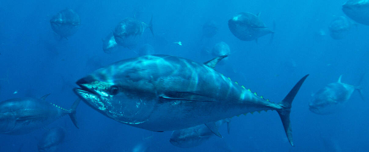 Blauflossen-Thunfisch © naturepl.com / Visuals Unlimited / WWF