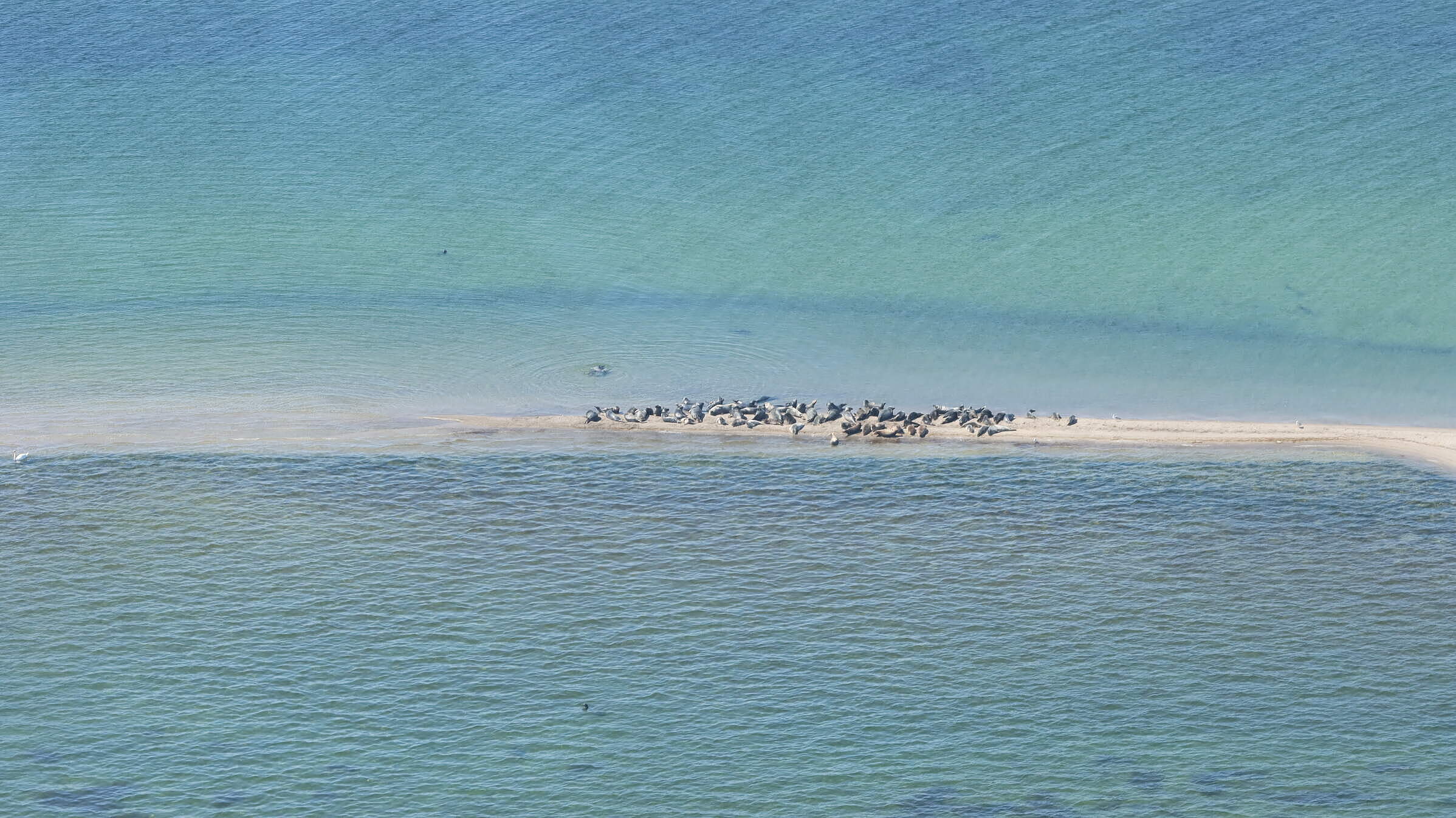 Luftaufnahme der Kegelrobben