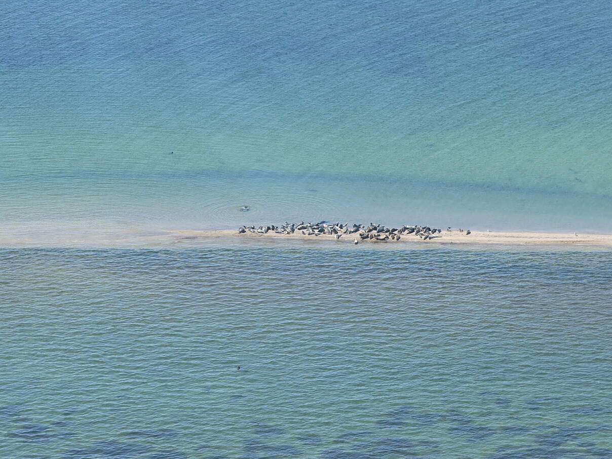 Luftaufnahme der Kegelrobben