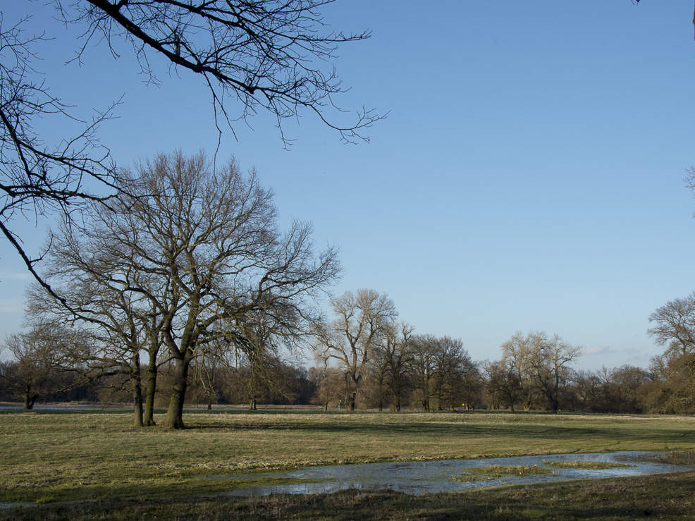 Auenwiese an der mittleren Elbe © Ralph Frank / WWF