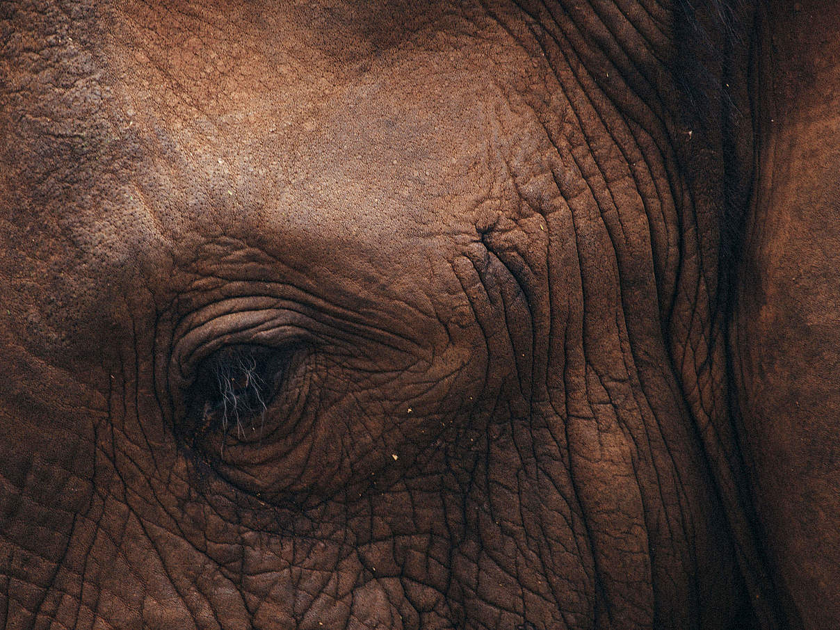 Auge eines Elefanten © Greg Armfield / WWF Auge eines Elefanten © Greg Armfield / WWF
