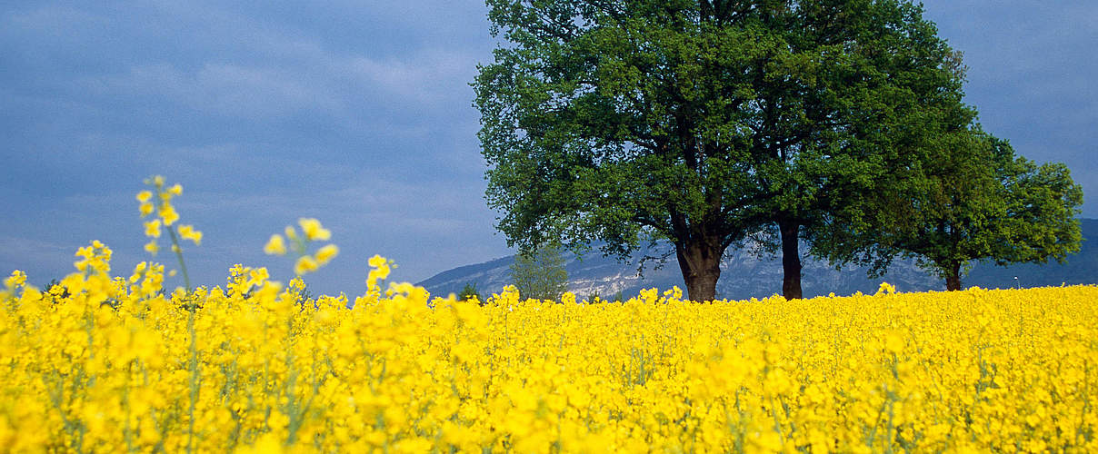 Rapsfeld in der Schweiz © Stéfane Mauris / WWF