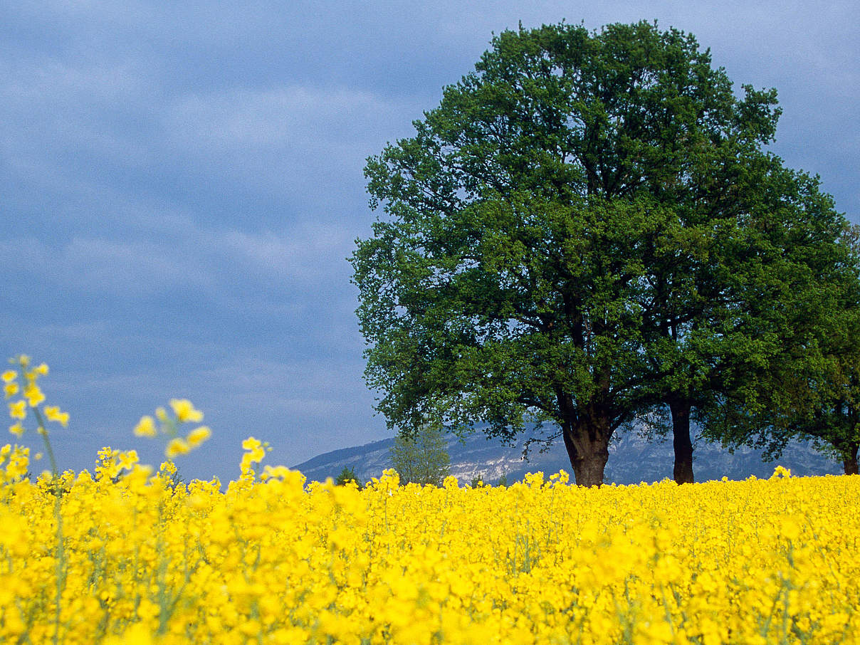 Rapsfeld in der Schweiz © Stéfane Mauris / WWF