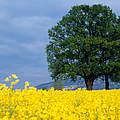 Rapsfeld in der Schweiz © Stéfane Mauris / WWF