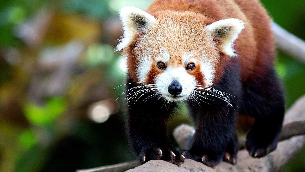 Roter Panda © ThinkstockPhotos