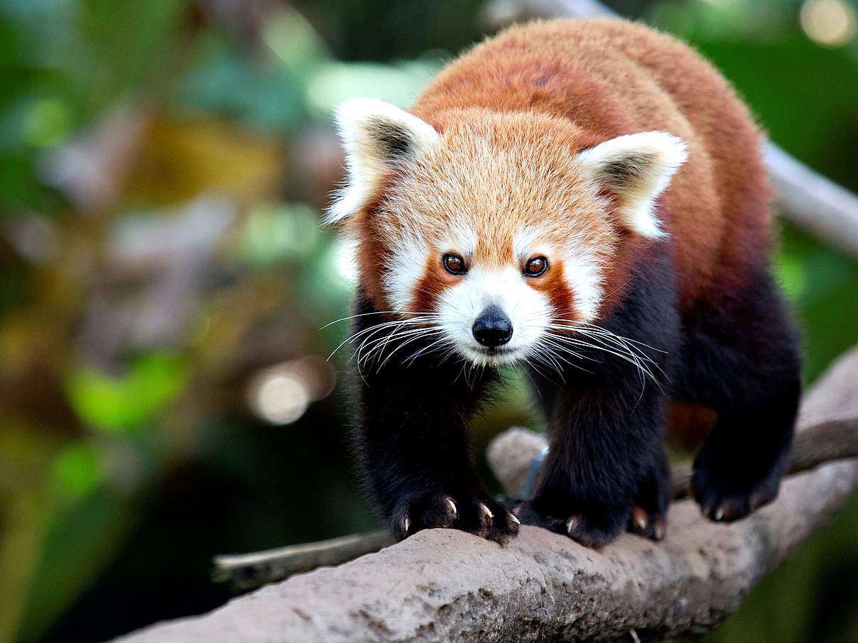 Roter Panda © ThinkstockPhotos