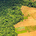 Klimavertrag zeigt, Waldschutz sei unerlässlich, um Erderwärmung einzudämmen © iStock / Getty Images