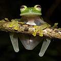 Glasfrosch (Hyalinobatrachium bergeri) © Ignacio de la Riva / WWF