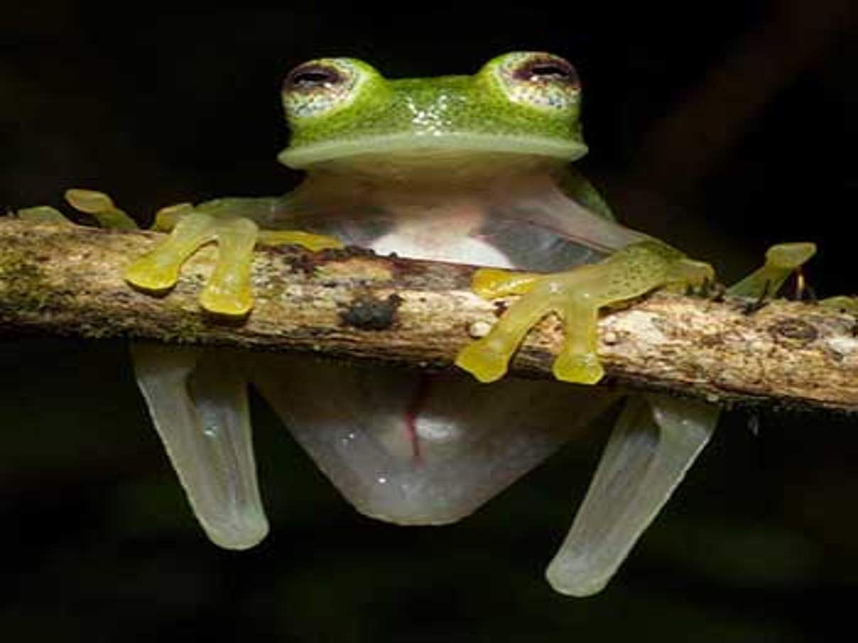 Glasfrosch (Hyalinobatrachium bergeri) © Ignacio de la Riva / WWF