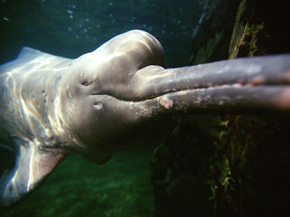 Amazonas Flussdelfin © naturepl.com / Todd Pusser / WWF