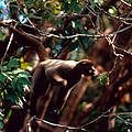 Brauner Wollaffe im Amazonas © Edward Parker / WWF