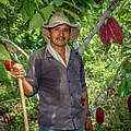 Kakaoanbau in Kolumbien © Cristian García / WWF Colombia
