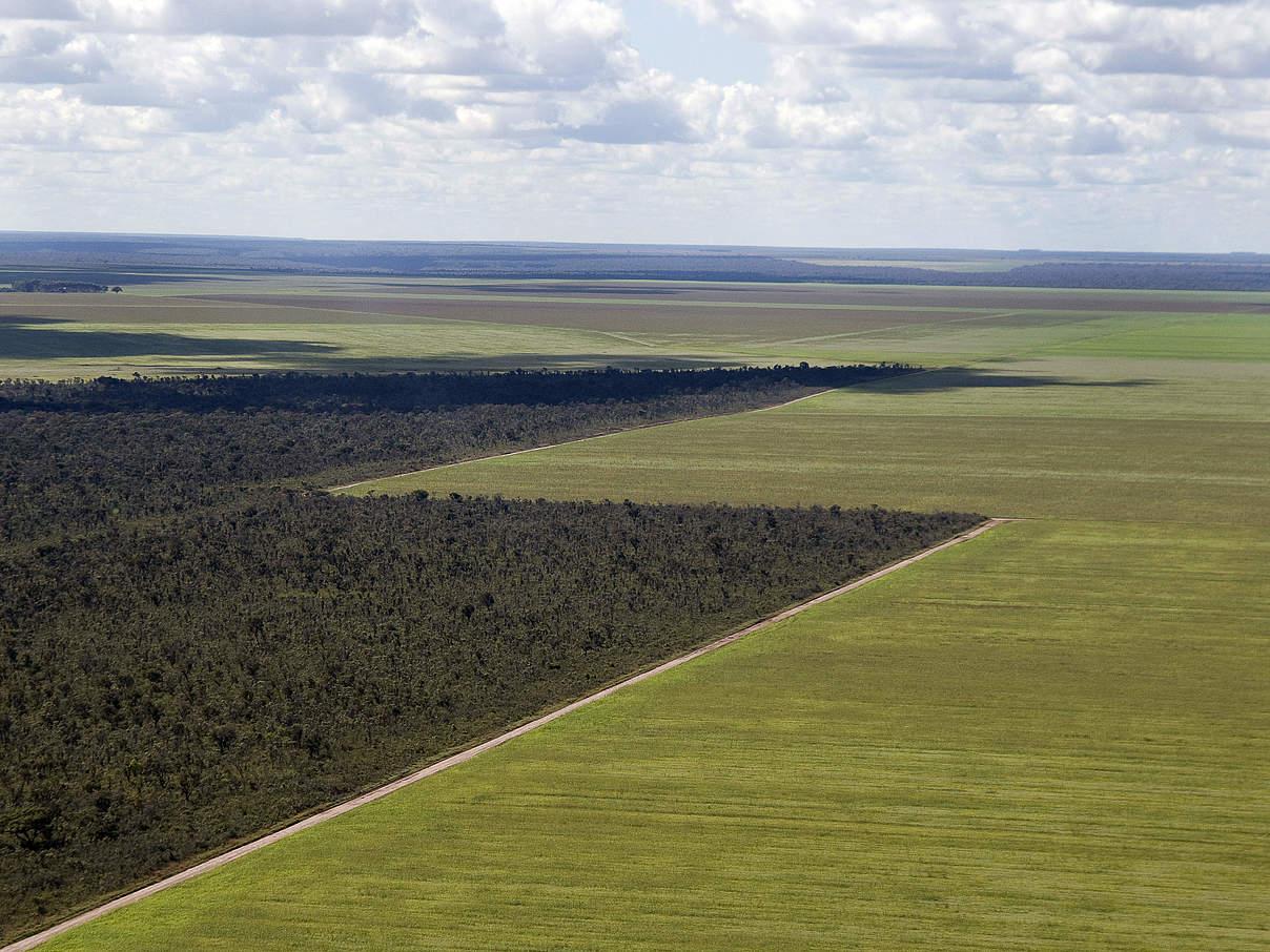 Luftbild auf ein direkt an natürliche Landschaft grenzendes Sojafeld © Adriano Gambarini / WWF-Brazil