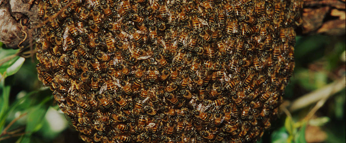 Nest der Afrikanischen Honigbiene an einem Baum © Martin Harvey / WWF