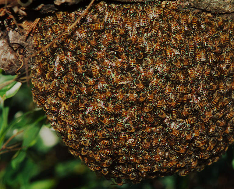 Nest der Afrikanischen Honigbiene an einem Baum © Martin Harvey / WWF