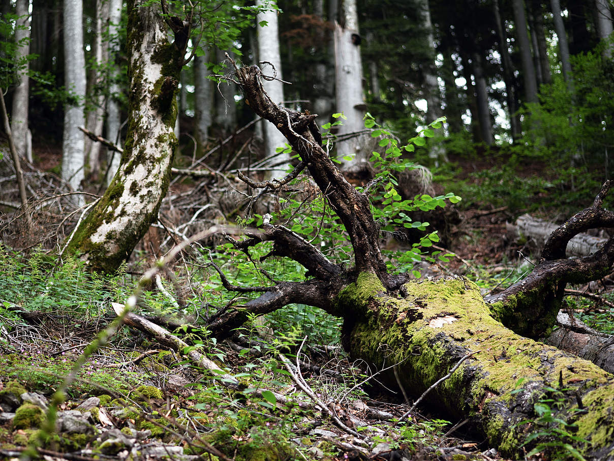 Totholz im Schwarzwald © Claudia Nir / WWF