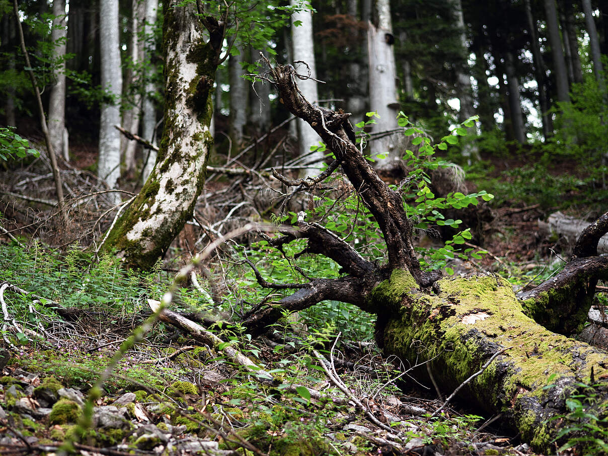Totholz im Schwarzwald © Claudia Nir / WWF
