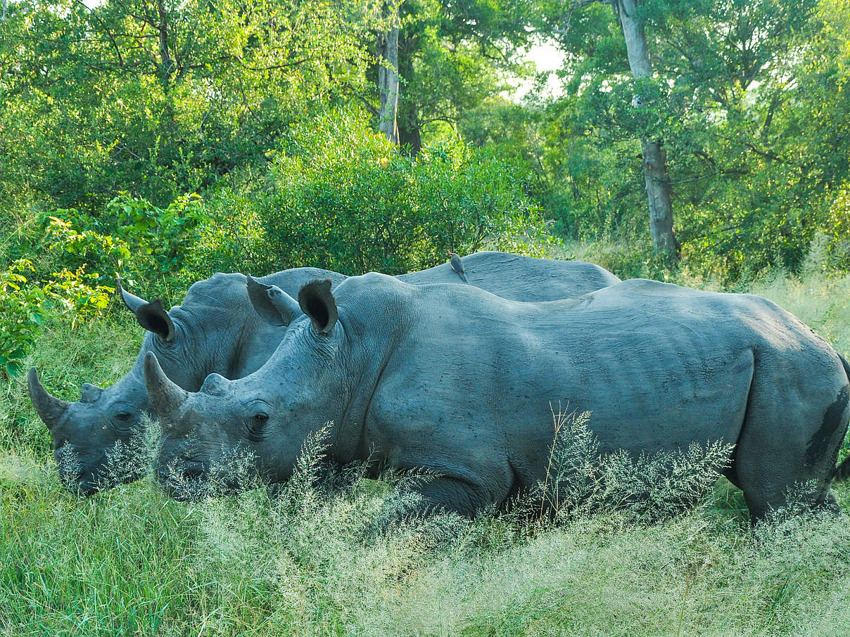 Breitmaulnashörner © Colby Loucks / WWF USA