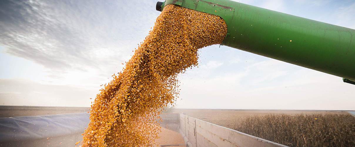 Maiskornernte auf dem Feld © fotokostic / iStock / Getty Images Plus