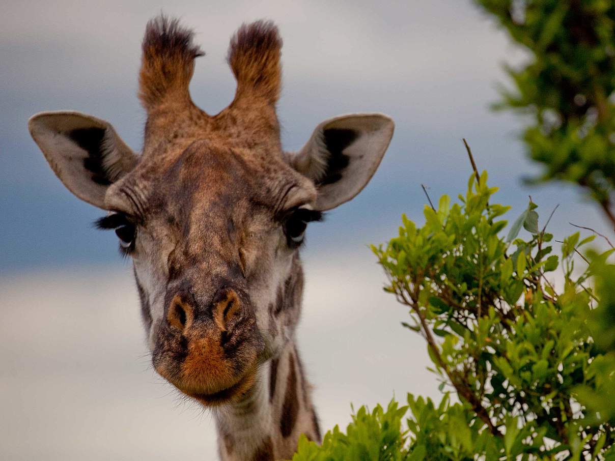 Giraffe © Greg Armfield / WWF UK