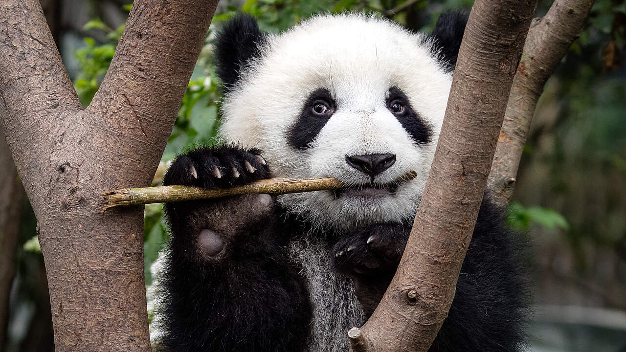 Großer Panda © Sharon Fisher