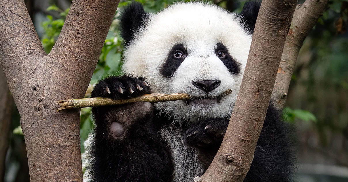 (c) Wwf.de