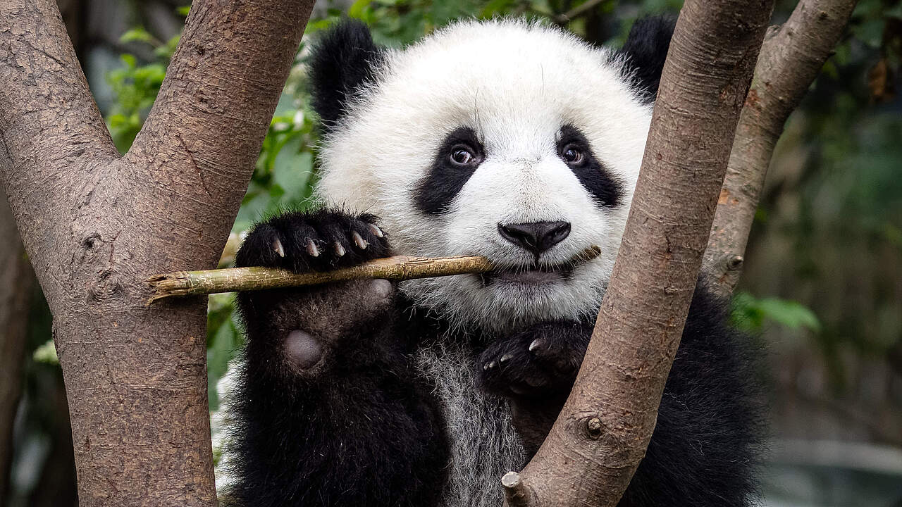 Großer Panda © Sharon Fisher
