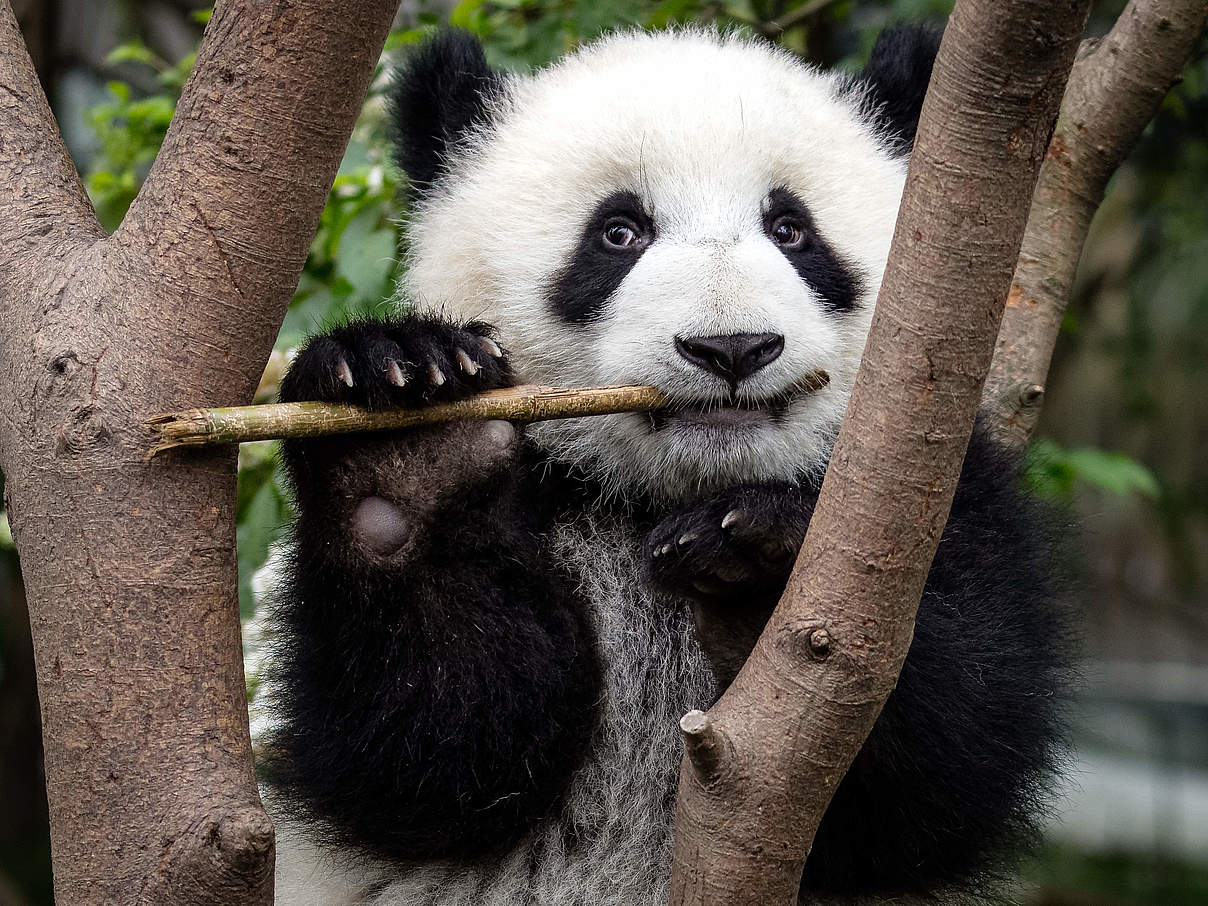 Großer Panda © Sharon Fisher