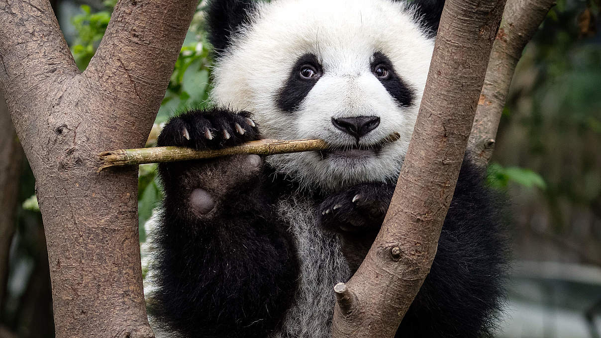 Großer Panda © Sharon Fisher
