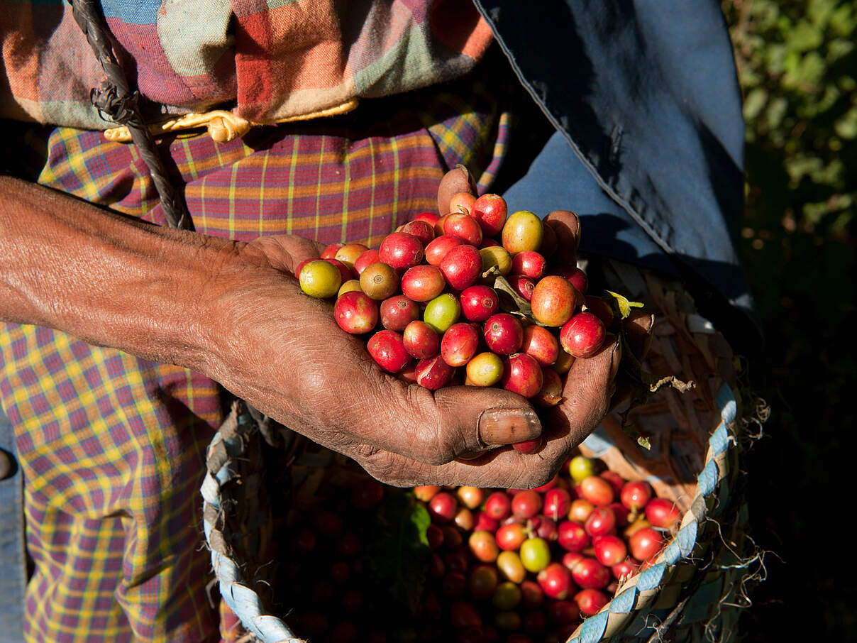 Kaffeebohnen © Jürgen Freund / WWF