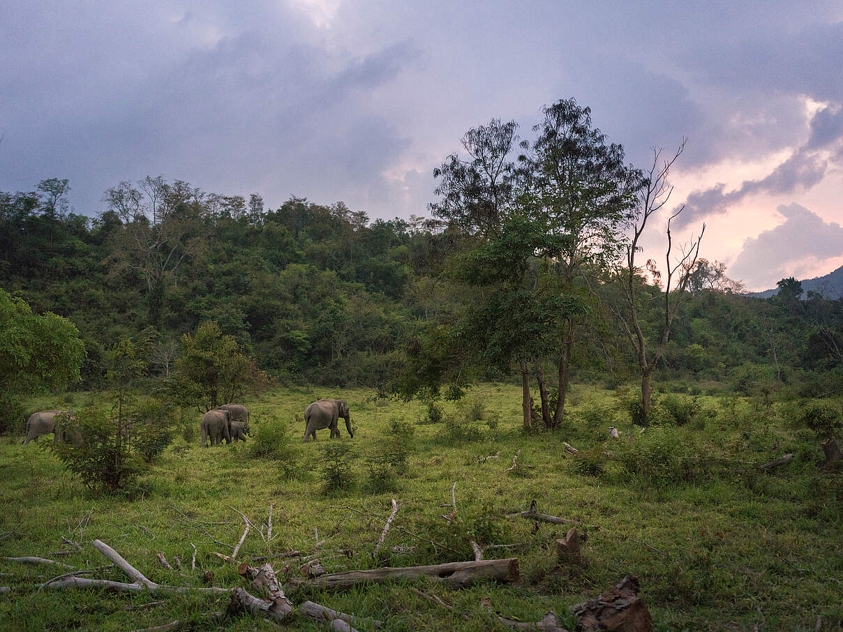 Asiatische Elefanten im Kui Buri Nationalpark in Thailand 