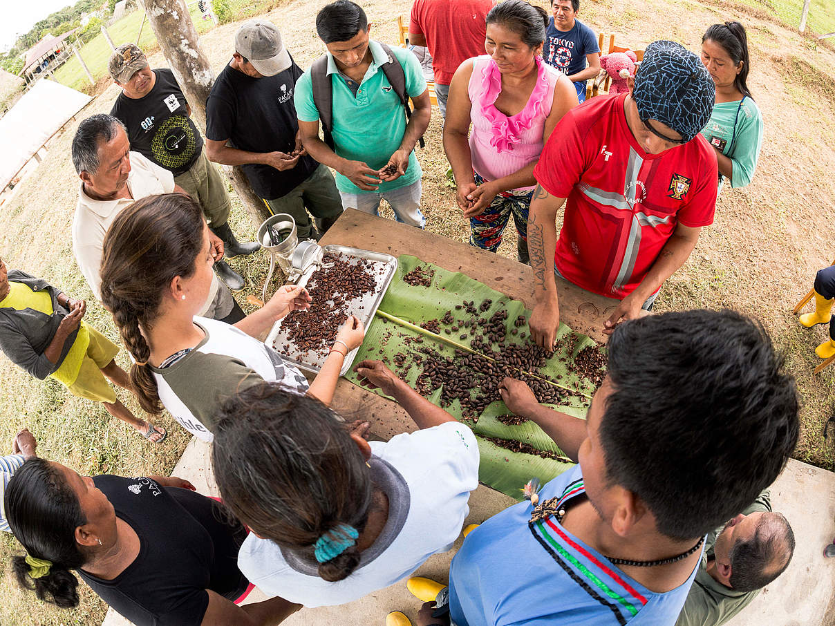 Untersuchen der Kakaosamen © Alejandro Janeta / WWF Ecuador