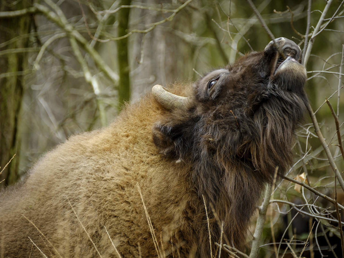 Mögliche Herausforderungen: Wildtiere bei der Nahrungssuche © itsajoop / iStock / Getty Images