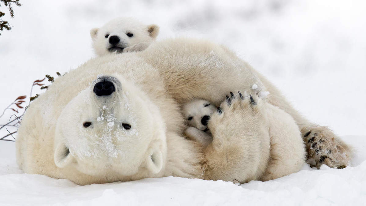 Eisbär mit zwei Jungen im Wapusk Nationalpark © Debra Garside