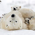 Eisbär mit zwei Jungen im Wapusk Nationalpark © Debra Garside