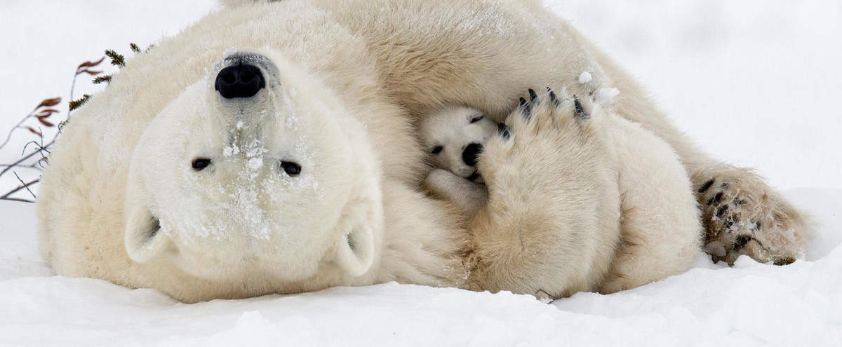 Eisbär mit zwei Jungen im Wapusk Nationalpark © Debra Garside