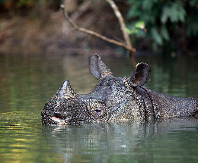 Java-Nashorn © Stephen Belcher Photography / WWF Java-Nashorn © Stephen Belcher Photography / WWF