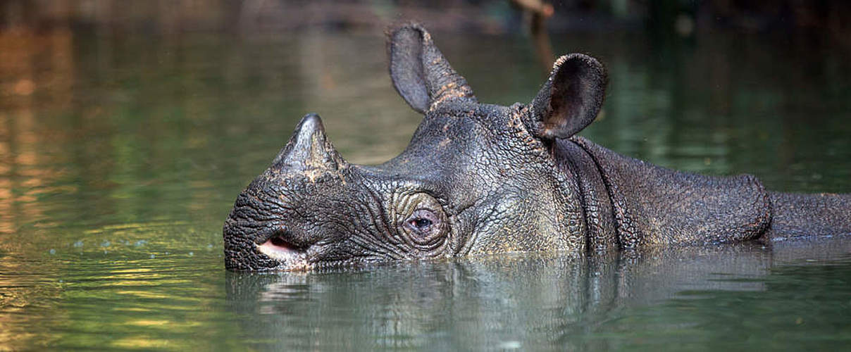 Java-Nashorn © Stephen Belcher Photography / WWF