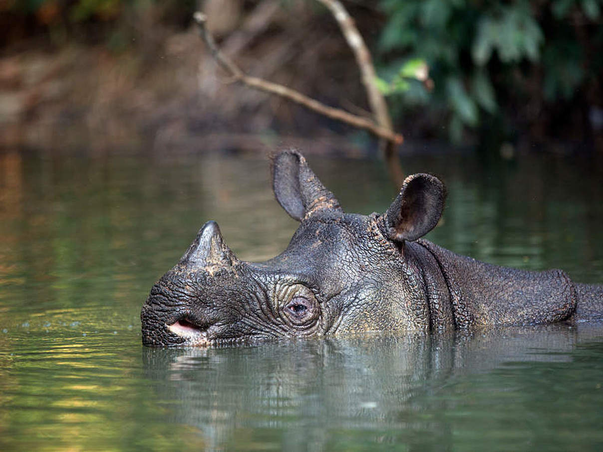 Java-Nashorn © Stephen Belcher Photography / WWF