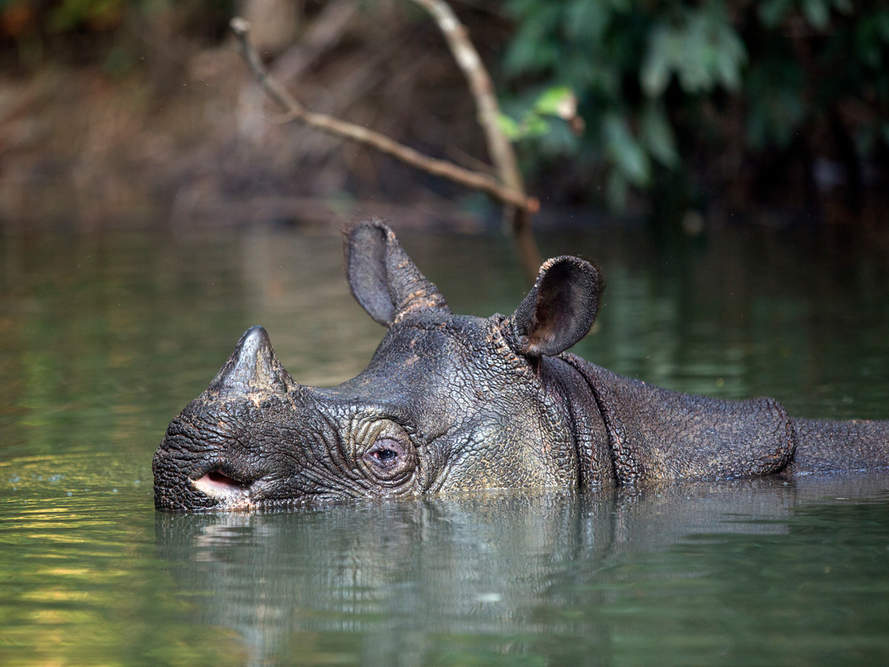 Java-Nashorn © Stephen Belcher Photography / WWF